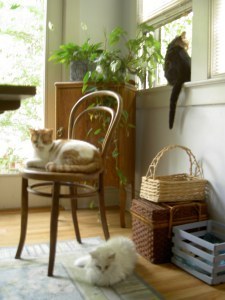 Three of the four cats at the time...