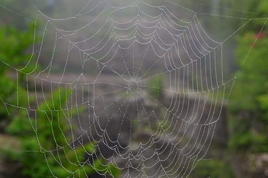 spiderweb