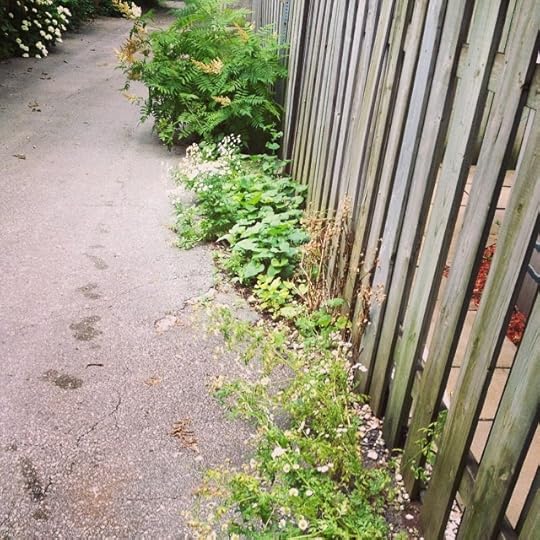 Vegetation urbaine #montreal #montrealruelle #life