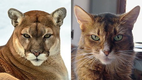 I was once a cougar for Halloween