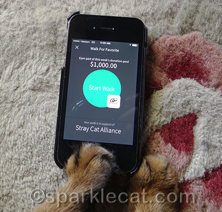 I told my human not to pet any stray cats while she was out - even if it WAS for Stray Cat Alliance!