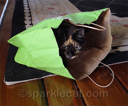 If she were a human, she would be a bag lady