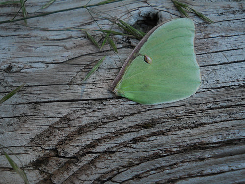 another luna wing
