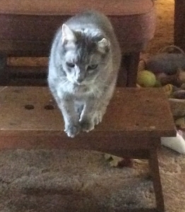 lemme at 'em (262x300)