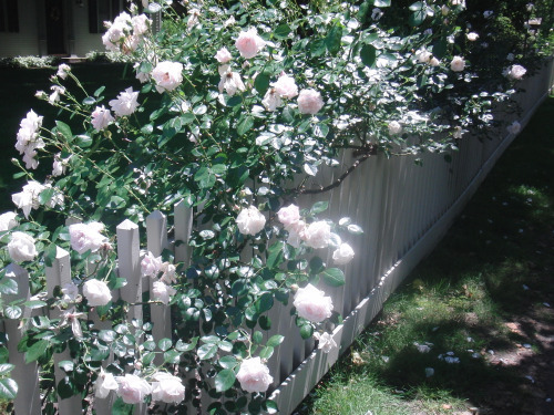 roses