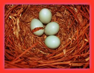 hatched