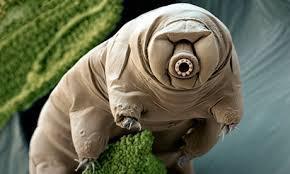 waterbear