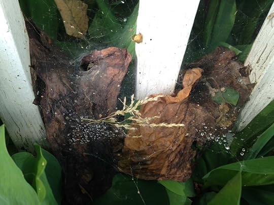 I'm on vacation now, but this struck me as one of the prettiest spider webs I've ever seen. In Madison, Wisconsin. (Photo: Richard Conniff)