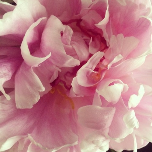 Falling in love all over again with peonies.