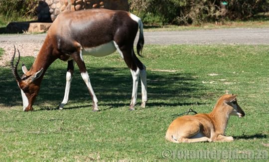 Bontebok National Park