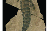 sea scorpion fossil