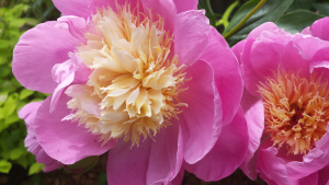 2014 Peonies