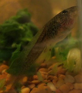 tadpole-20140707