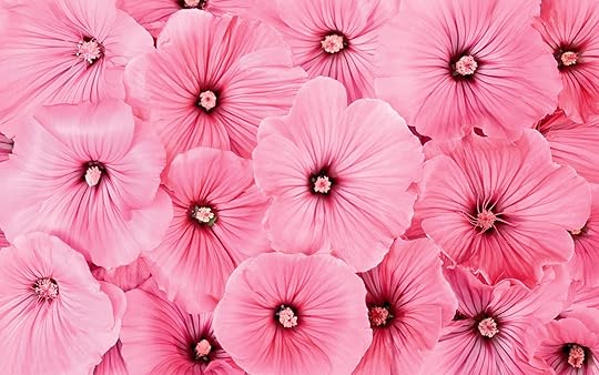 Pink Flowers Wide Desktop Background