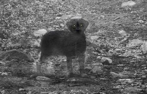 ghost-dog