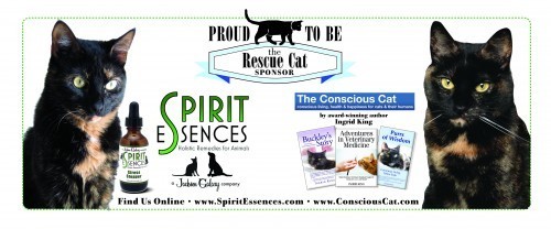 Spirit_Essences_The_Conscious_Cat