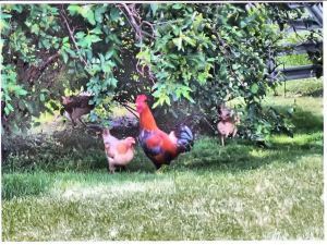 chickens