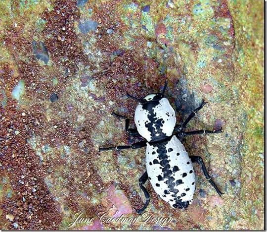 Ironclad_Beetle1
