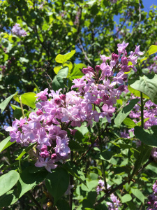 One of the few lilac blooms we could find.