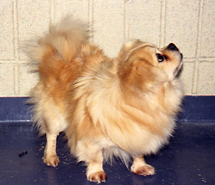 tibetan spaniel