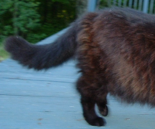 kittenbritches