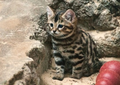 black_footed_cat