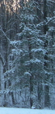 cedar