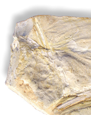 Half of the Teylers specimen