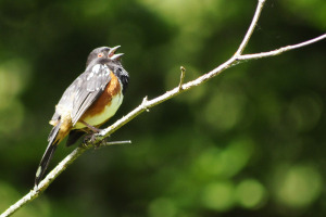 Towhee singing_8075crop