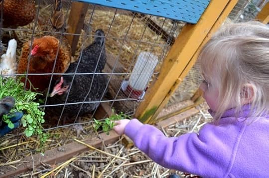 feeding-chickens