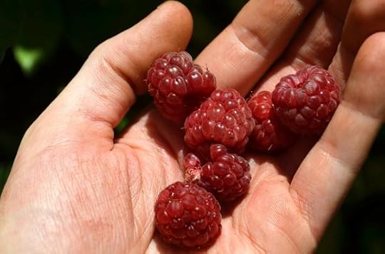 fresh-berries