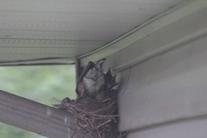 birds, flowers 026a