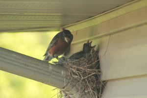 birds, flowers 054a