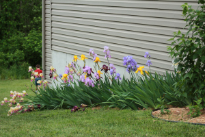 birds, flowers 038