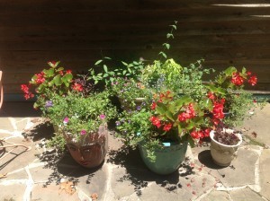 Very happy pots