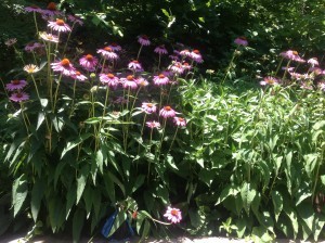 Purple coneflowers