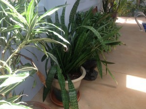 Nora's mom's snakeplant, repotted countless times