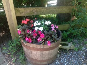 Kayla's impatiens with pig