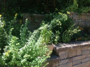 Herbs -- the dill has run amok