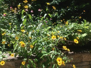 False sunflowers and purple coneflowers