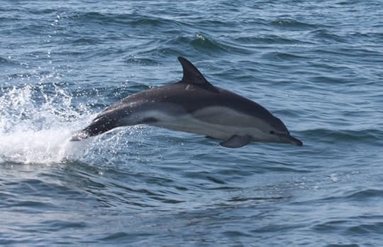Dolphin