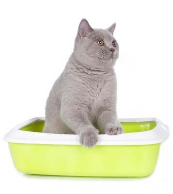 cat_in_litter_box