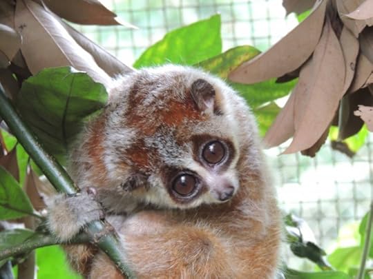slow loris 1