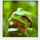 109156744 80 80 #BlogFlash2012: 30 Days, 30 Prompts, 30 Posts: #28 Frog