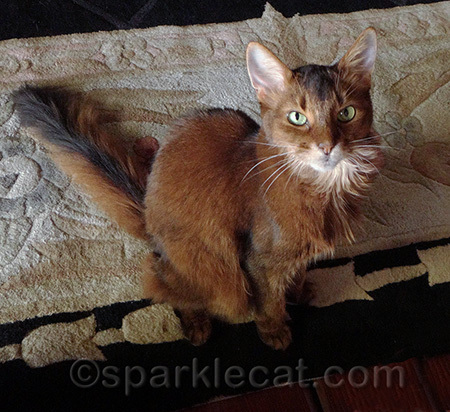 My human could have brushed me before taking this photo. I mean, really.