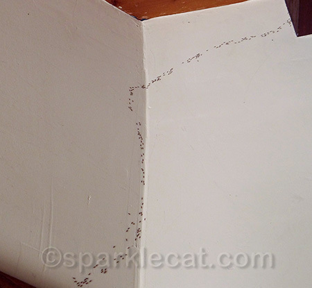 Why can't Ceiling Cat do something about these ceiling ants?