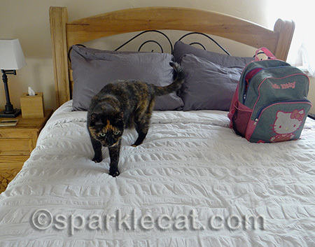She gave the bed her paw of approval