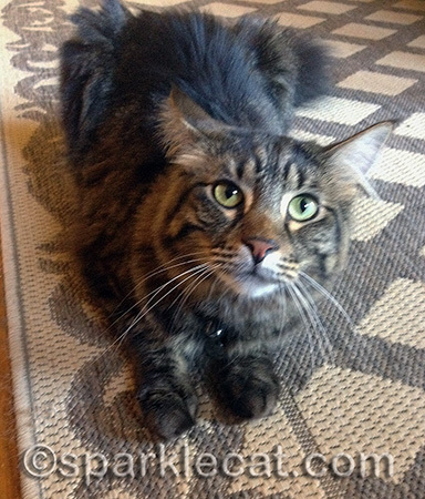 He wanted attention. Constantly