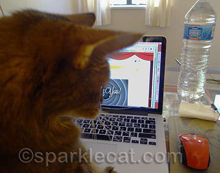 Vote for me for Best Cat Blog!