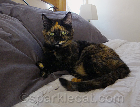I'm surprised she let my human sleep there.